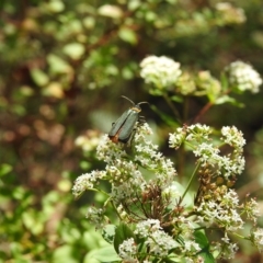 Chauliognathus lugubris at Penrose, NSW - suppressed