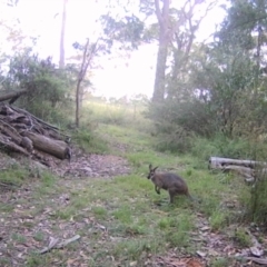 Notamacropus rufogriseus (Red-necked Wallaby) at Wollondilly Local Government Area - 22 Feb 2023 by bufferzone