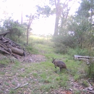 Notamacropus rufogriseus at Oakdale, NSW - suppressed