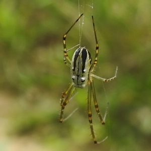 Leucauge dromedaria at Greenway, ACT - 21 Feb 2023 10:32 AM