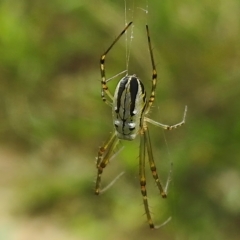 Leucauge dromedaria (Silver dromedary spider) at Greenway, ACT - 20 Feb 2023 by JohnBundock