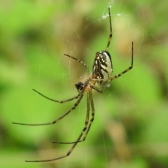 Leucauge dromedaria at Greenway, ACT - 21 Feb 2023