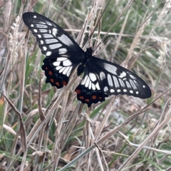 Papilio anactus (Dainty Swallowtail) at Budjan Galindji (Franklin Grassland) Reserve - 21 Feb 2023 by JaneR