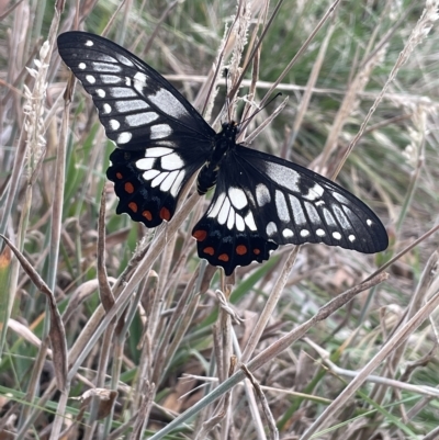 Papilio anactus (Dainty Swallowtail) at Franklin, ACT - 21 Feb 2023 by JaneR