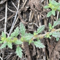 Dysphania pumilio (Small Crumbweed) at Franklin, ACT - 22 Feb 2023 by JaneR