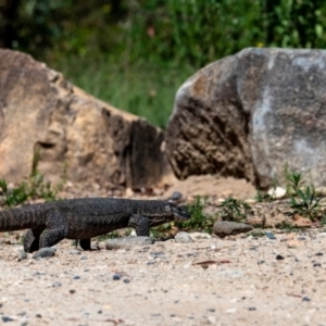 Varanus rosenbergi at Tharwa, ACT - 19 Feb 2023