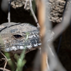 Varanus rosenbergi at Tharwa, ACT - suppressed