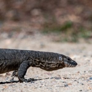 Varanus rosenbergi at Tharwa, ACT - suppressed