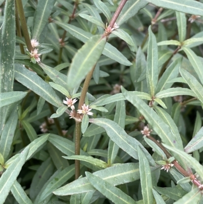 Alternanthera denticulata (Lesser Joyweed) at Budjan Galindji (Franklin Grassland) Reserve - 22 Feb 2023 by JaneR