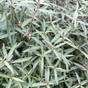 Alternanthera denticulata at Franklin, ACT - 22 Feb 2023