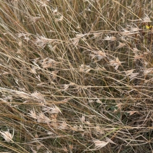 Themeda triandra at Franklin, ACT - 22 Feb 2023 11:54 AM