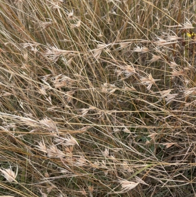 Themeda triandra (Kangaroo Grass) at Budjan Galindji (Franklin Grassland) Reserve - 22 Feb 2023 by JaneR