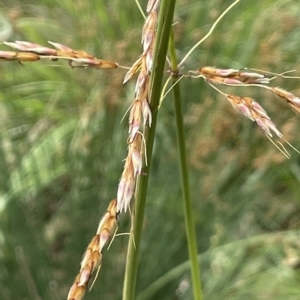 Sorghum leiocladum at Franklin, ACT - 22 Feb 2023