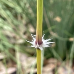 Sorghum leiocladum at Franklin, ACT - 22 Feb 2023