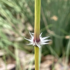 Sorghum leiocladum at Franklin, ACT - 22 Feb 2023