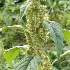 Amaranthus powellii (Powell's Amaranth) at Fadden, ACT - 21 Feb 2023 by KumikoCallaway