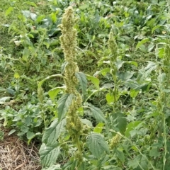 Amaranthus powellii at Fadden, ACT - 22 Feb 2023 09:37 AM