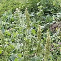 Amaranthus powellii at Fadden, ACT - 22 Feb 2023