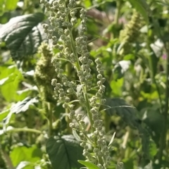 Chenopodium album (Fat Hen) at Fadden, ACT - 21 Feb 2023 by KumikoCallaway