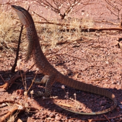 Varanus panoptes at Mount Sheila, WA - 3 Nov 2022 by AaronClausen