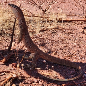 Unidentified Monitor/Gecko (TBC) at suppressed by AaronClausen