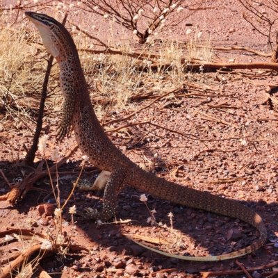 Varanus panoptes at Mount Sheila, WA - 4 Nov 2022 by AaronClausen