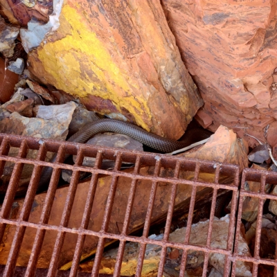 Pseudechis australis at Karijini, WA - 3 Nov 2022 by AaronClausen