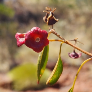 Clerodendrum floribundum at Karijini, WA - 3 Nov 2022