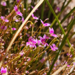 Stylidium fluminense at Karijini, WA - 3 Nov 2022 01:18 PM