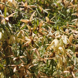 Unidentified Climber / Mistletoe (TBC) at suppressed by AaronClausen