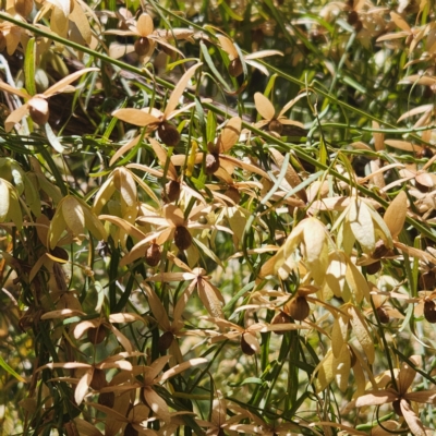 Unidentified Climber or Mistletoe at Karijini, WA - 3 Nov 2022 by AaronClausen