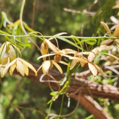 Duperreya commixta at Karijini National Park - 3 Nov 2022