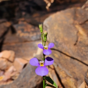 Lobelia heterophylla at Newman, WA - 2 Nov 2022