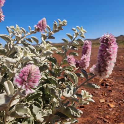 Ptilotus rotundifolius (Royal Mulla Mulla) at Newman, WA - 2 Nov 2022 by AaronClausen