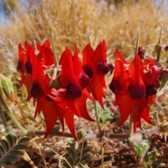 Swainsona formosa (Sturt's Desert Pea) at Newman, WA - 2 Nov 2022 by AaronClausen