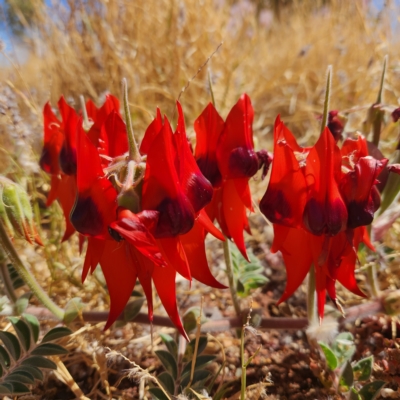 Swainsona formosa (Sturt's Desert Pea) at Newman, WA - 2 Nov 2022 by AaronClausen