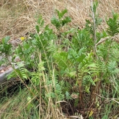 Tanacetum vulgare (Tansy) at Undefined Area - 22 Feb 2023 by trevorpreston