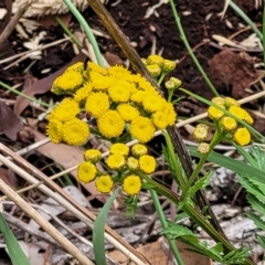 Tanacetum vulgare at Undefined Area - 22 Feb 2023