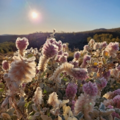 Ptilotus rotundifolius (Royal Mulla Mulla) at Newman, WA - 31 Oct 2022 by AaronClausen