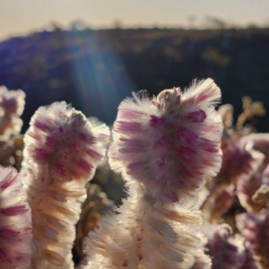 Ptilotus rotundifolius at Newman, WA - 31 Oct 2022 05:28 PM