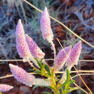 Ptilotus calostachyus (Weeping Mulla Mulla) at Newman, WA - 31 Oct 2022 by AaronClausen