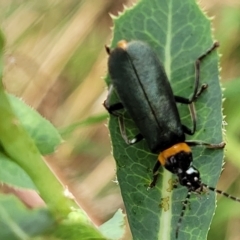 Chauliognathus lugubris (Plague Soldier Beetle) at Crace Grasslands - 22 Feb 2023 by trevorpreston
