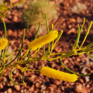 Acacia hilliana at Newman, WA - 31 Oct 2022