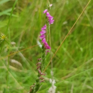 Spiranthes australis at Cotter River, ACT - 22 Feb 2023