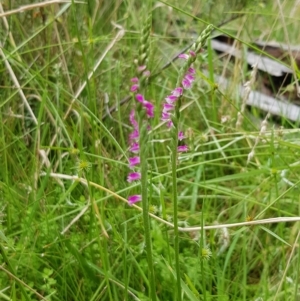 Spiranthes australis at Cotter River, ACT - 22 Feb 2023