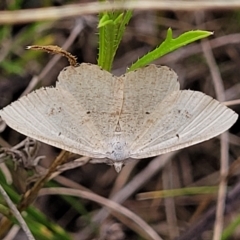 Casbia farinalis (Bleached Casbia) at Crace Grasslands - 22 Feb 2023 by trevorpreston