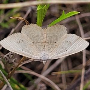 Casbia farinalis at Mitchell, ACT - 22 Feb 2023 12:55 PM