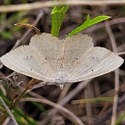 Casbia farinalis (Bleached Casbia) at Mitchell, ACT - 22 Feb 2023 by trevorpreston