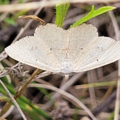 Casbia farinalis at Mitchell, ACT - 22 Feb 2023 12:55 PM