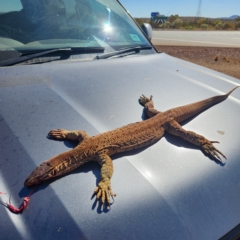 Varanus gouldii at Newman, WA - 31 Oct 2022 by AaronClausen